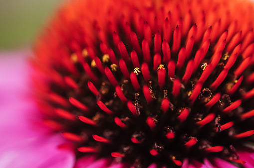 Vimergy Goldenseal Root supplement bottle for immune and digestive support