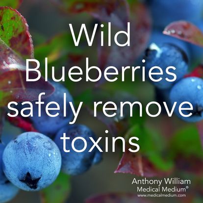 Wild Blueberries safely remove toxins Medical Medium Anthony Wiliam