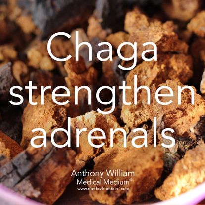 Chaga strengthen adrenals Medical Medium Anthony William