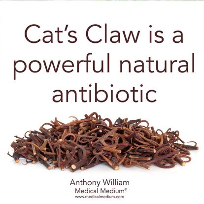 Cat's Claw is a powerful natural antibiotic Medical Medium