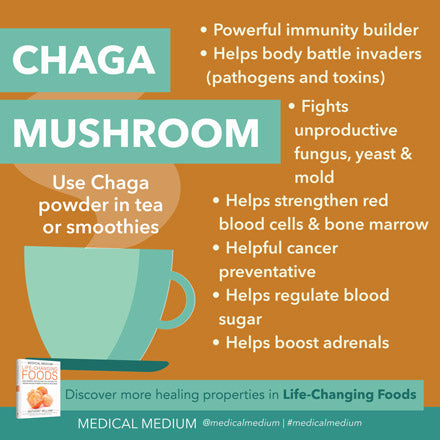 Chaga Mushroom Benefits Medical Medium Anthony William